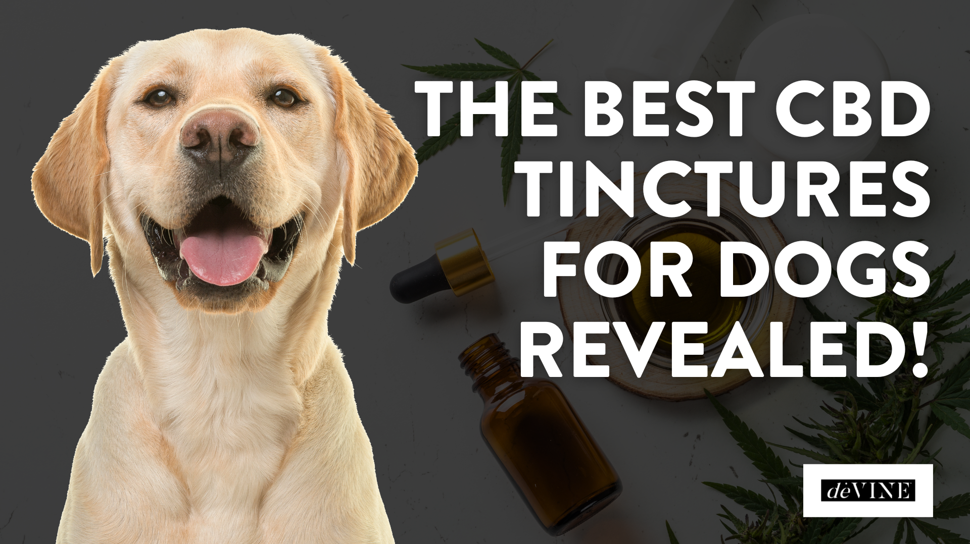 Best CBD Tinctures for Dogs