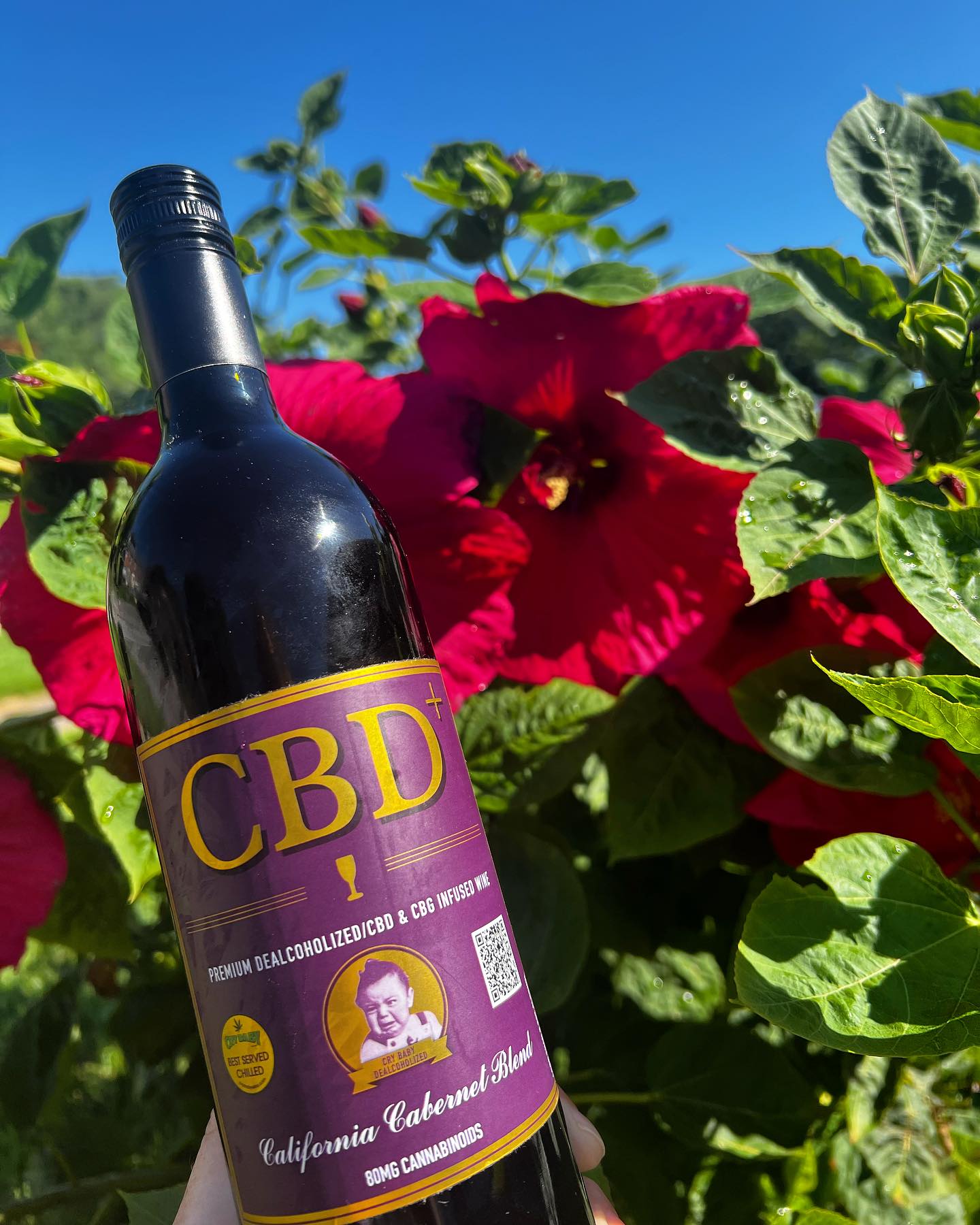 A bottle of Cry Baby Wines CBD Cabernet is held in front of large red hibiscus flowers and lush green foliage under bright sunlight.