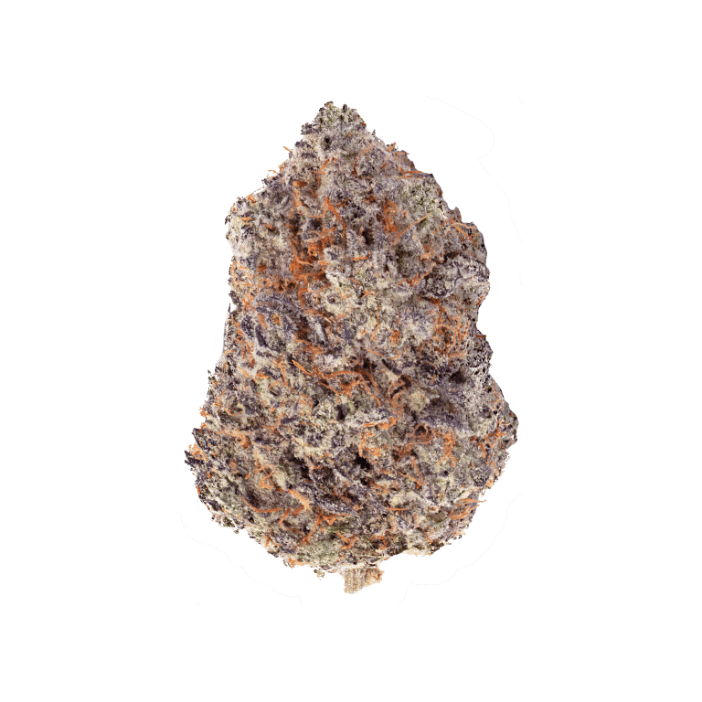 Acai Berry Gelato Sativa Flower dense purple bud with orange hairs and frosty trichomes for energy and focus boost