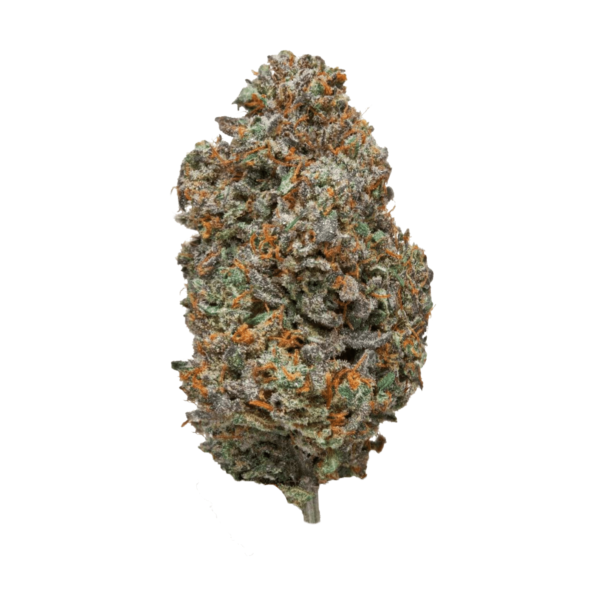 A close-up of a Platinum Punch Sativa Flower by Hemp Living displays its green, orange, and purple hues with frosty trichomes. This Sativa-dominant THCA flower is shown isolated on a white background.