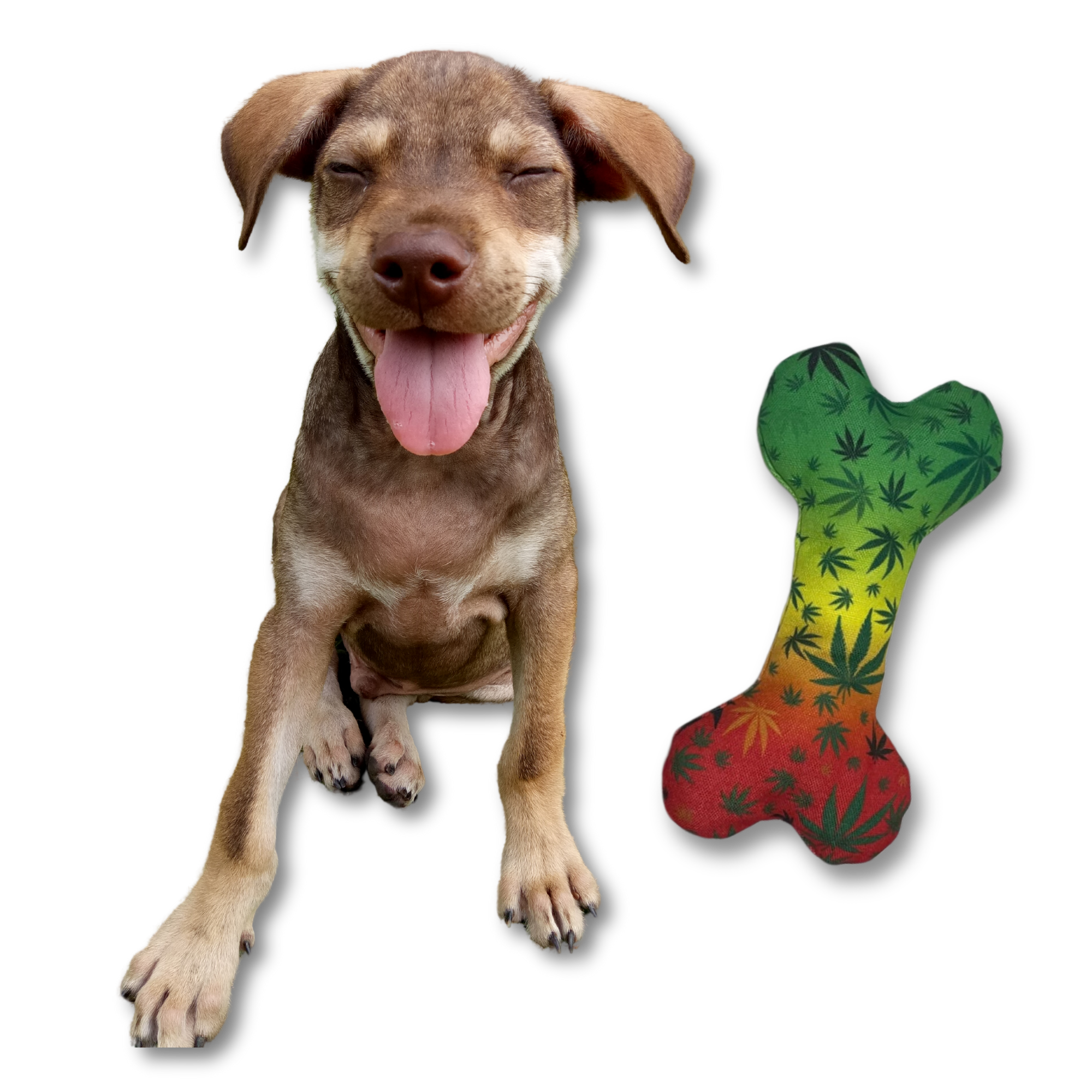 A happy brown puppy sits with eyes closed and tongue out next to the PAW:20 Stoned to da Bone Canvas Squeaky Toy, a bone-shaped toy in green, yellow, and red with black leaf patterns, on a white background.