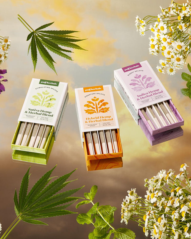 Three vibrant boxes of Puff Herbals Signature Spliffs are open to reveal the pre-rolls inside, surrounded by cannabis leaves and delicate white flowers on a reflective surface for a fresh, natural display.