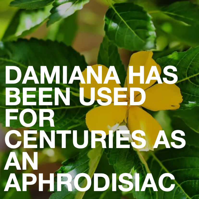 Close-up of a yellow damiana flower with green leaves. Bold white text reads: Damiana, used for centuries as an aphrodisiac, is a key ingredient in Big Orgasm Oil by Eat Gold Organics.