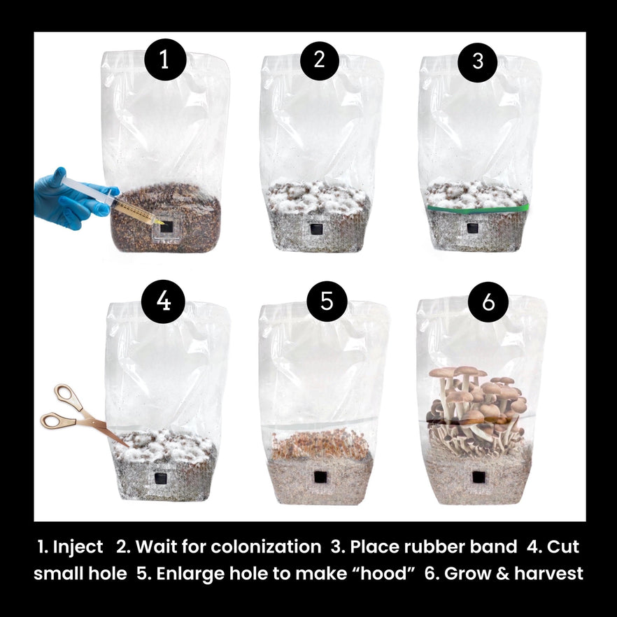 Cultivate mushrooms easily with the Shroomtek Grow Bag by Shroomtek—just inject spores, grow mycelium, add a rubber band, cut and enlarge a hole into a “hood,” then watch your mushrooms flourish! Step-by-step instructions included.