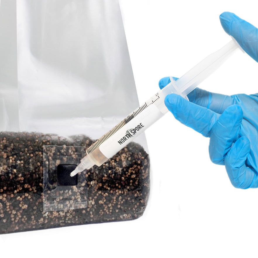 A gloved hand injects liquid into a sealed Shroomtek Grow Bag from Shroomtek using a syringe labeled MOTAR SPORE, preparing the granular substrate inside for mycelial growth.