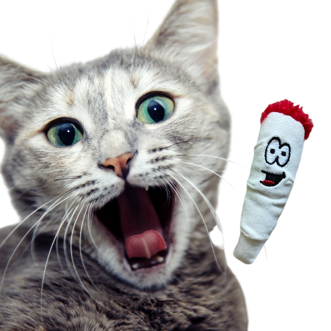 A gray cat with wide green eyes looks surprised beside the PAW:20 Jay Jr. the Joint 420 Cat Toy—a small, white plush with cartoon eyes, a smile, and red hair—against a white background.