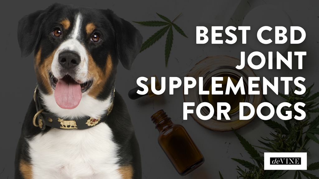Best CBD Joint Supplements for Dogs
