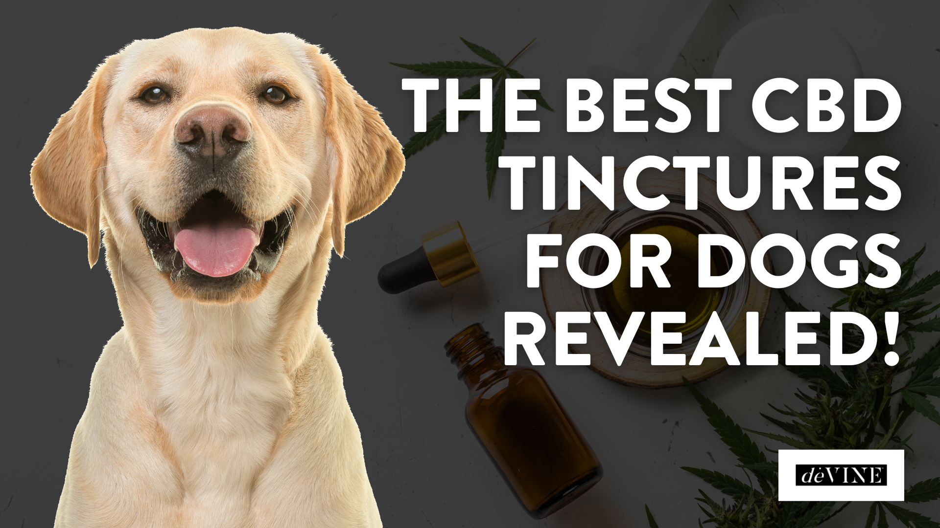 Best CBD Tinctures for Dogs