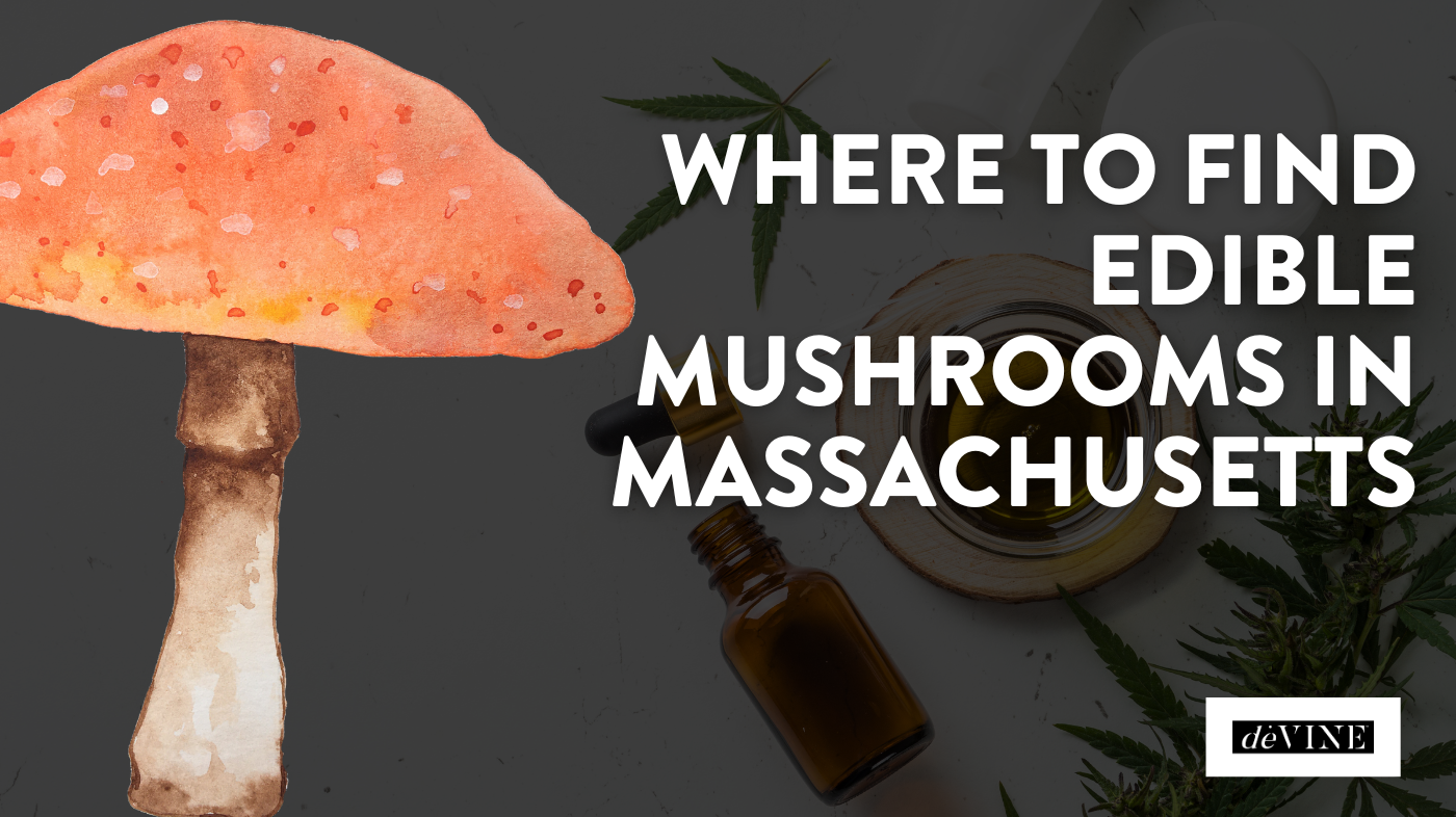 Where To Find Edible Mushrooms in Massachusetts